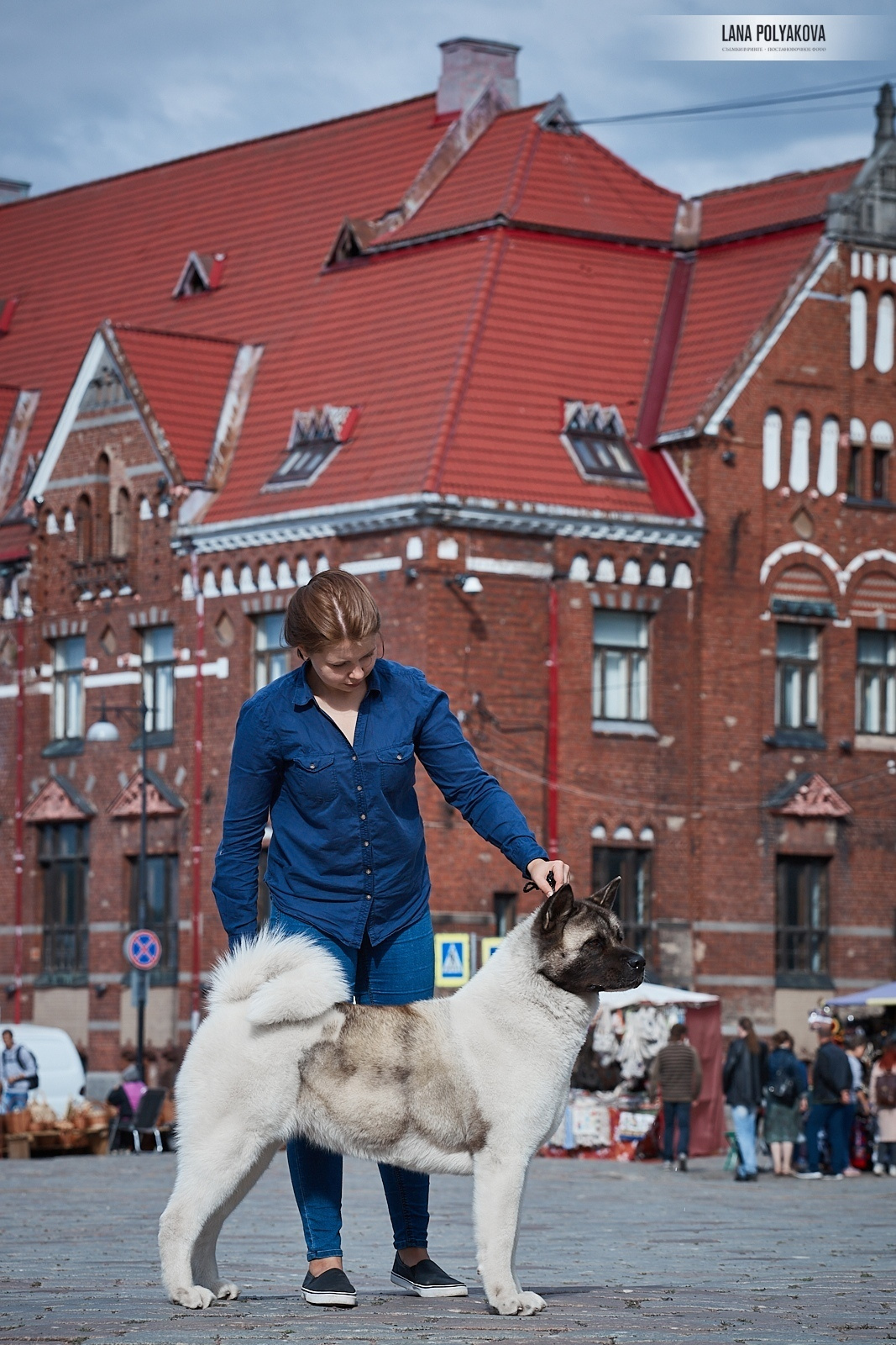 Лара * DANCING QUEEN, Американская акита Санкт-Петербург, питомник RUBYLIGHT
