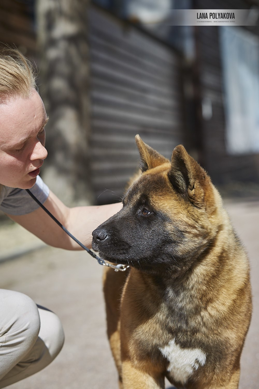 Щенки американской акиты