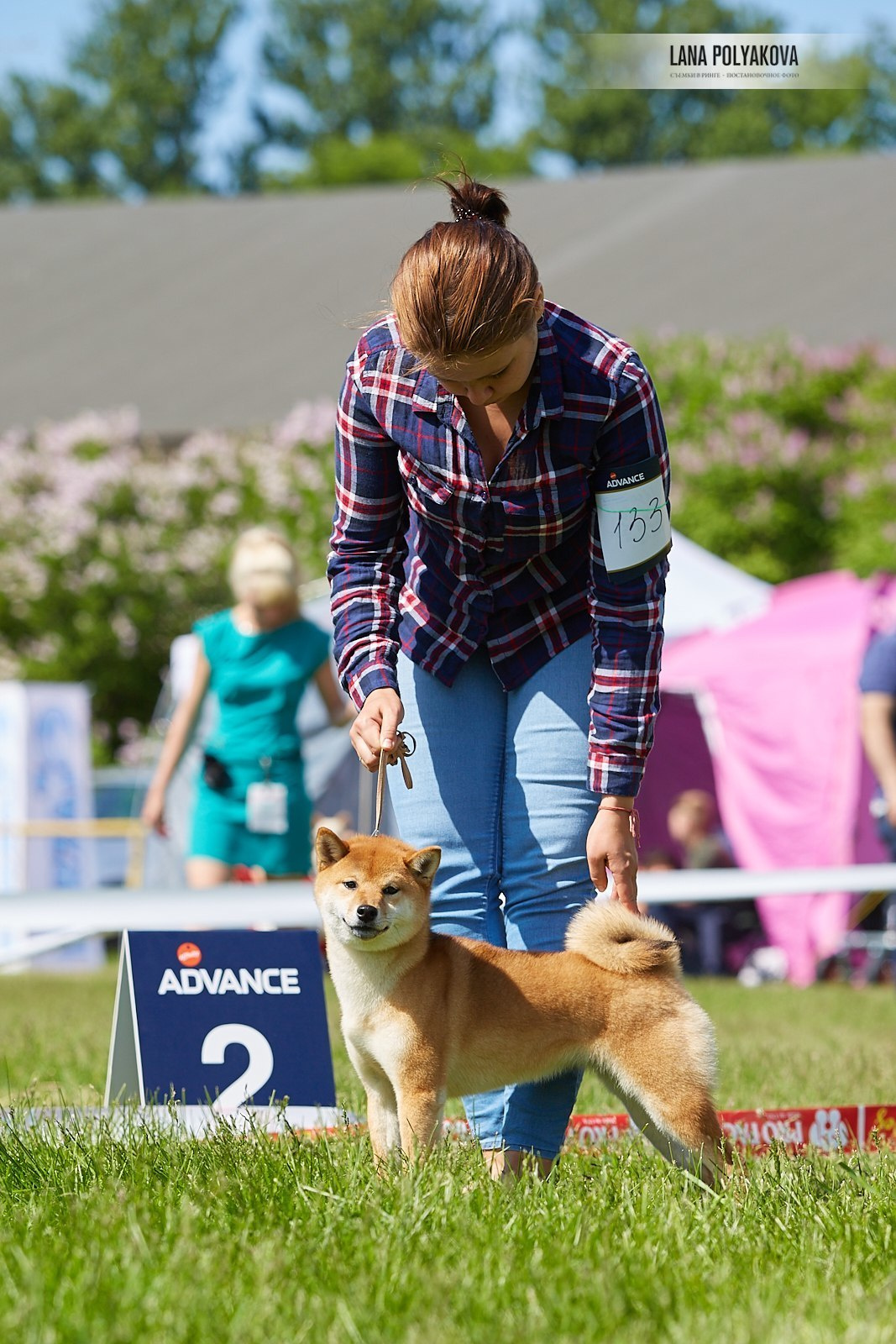 Сиба сиба-ину сибаину в Санкт-Петербурге
