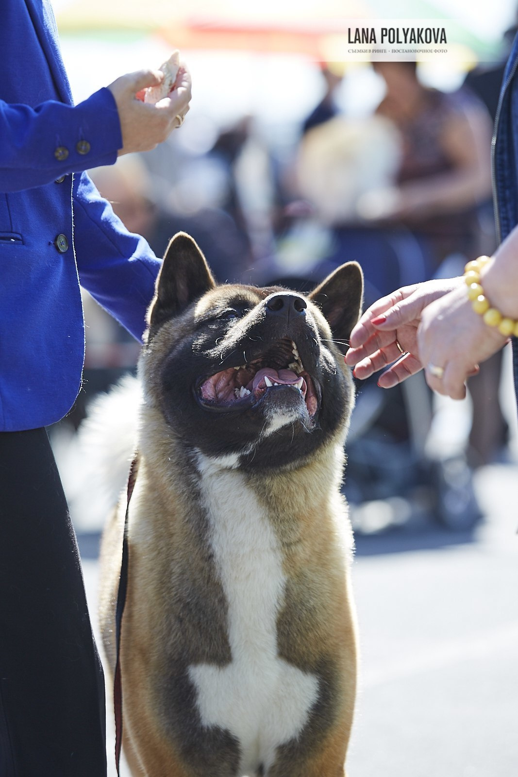 Американская акита Санкт-Петербург