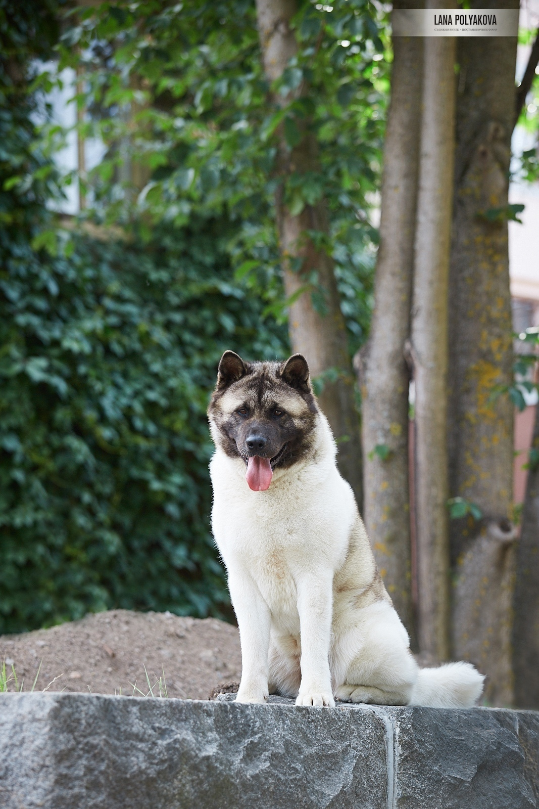 Лара * DANCING QUEEN, Американская акита Санкт-Петербург, питомник RUBYLIGHT