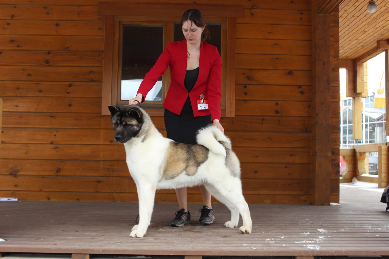 Лара * DANCING QUEEN, Американская акита Санкт-Петербург, питомник RUBYLIGHT