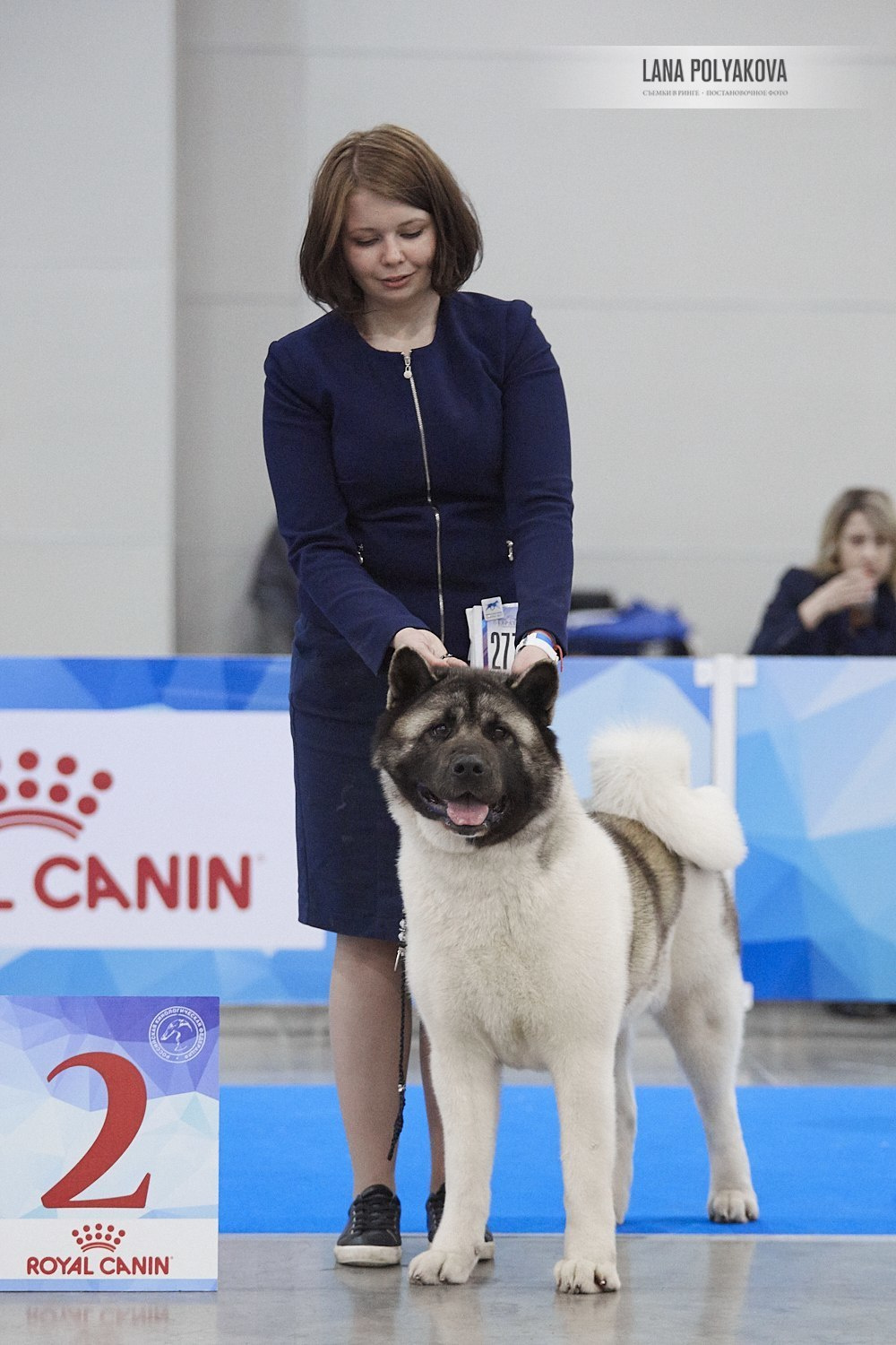 Лара * DANCING QUEEN, Американская акита Санкт-Петербург, питомник RUBYLIGHT