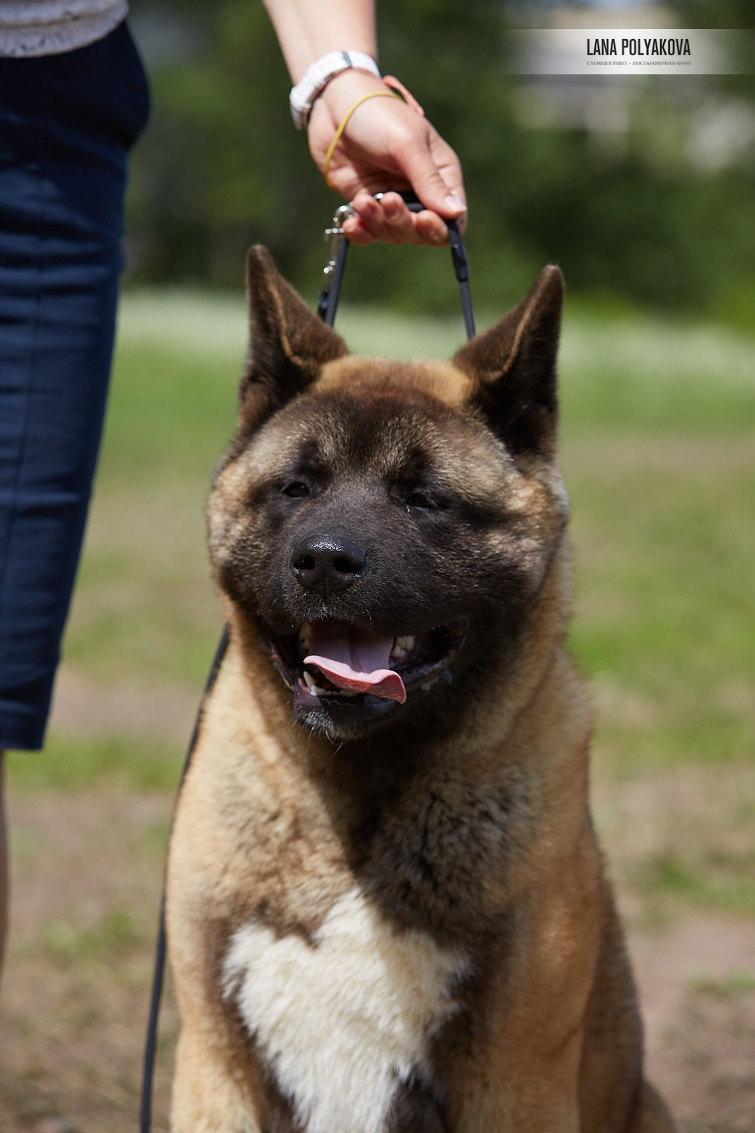 Щенки американской акиты питомник RUBYLIGHT