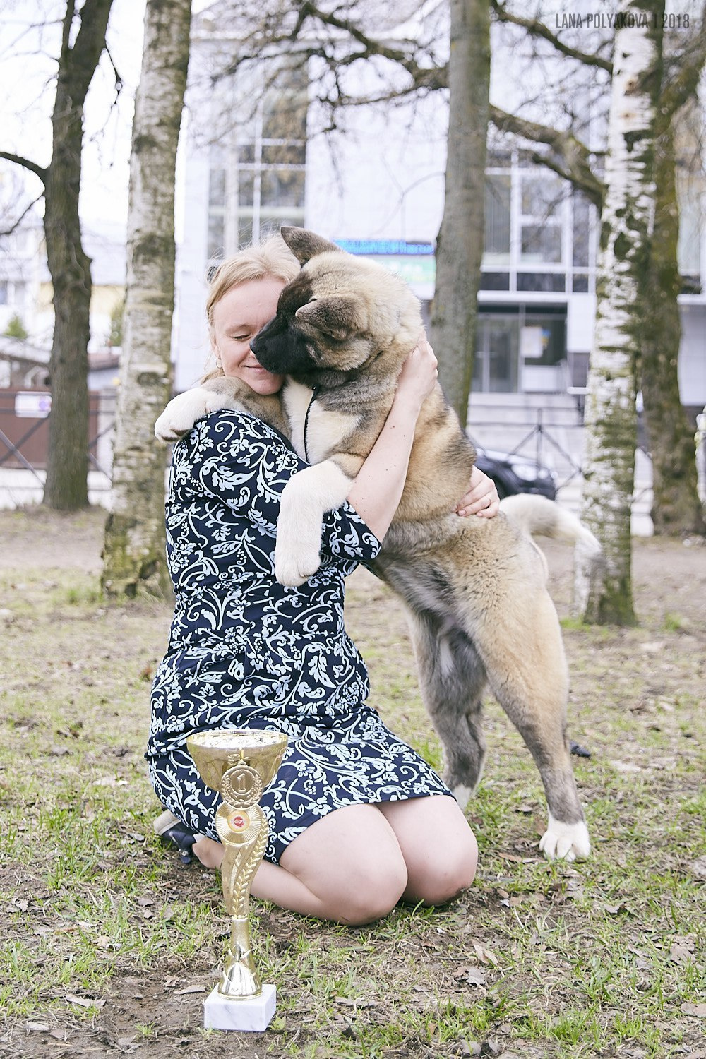 Щенки американской акиты питомник RUBYLIGHT