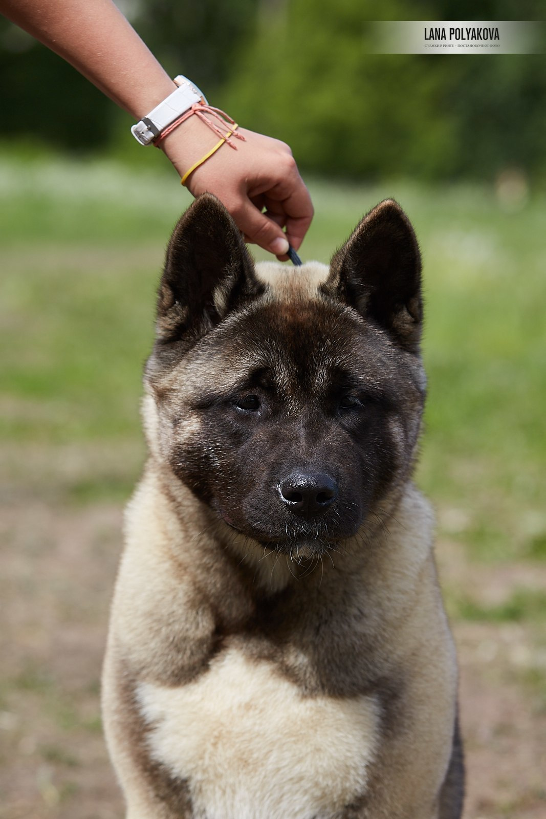 Щенки американской акиты питомник RUBYLIGHT