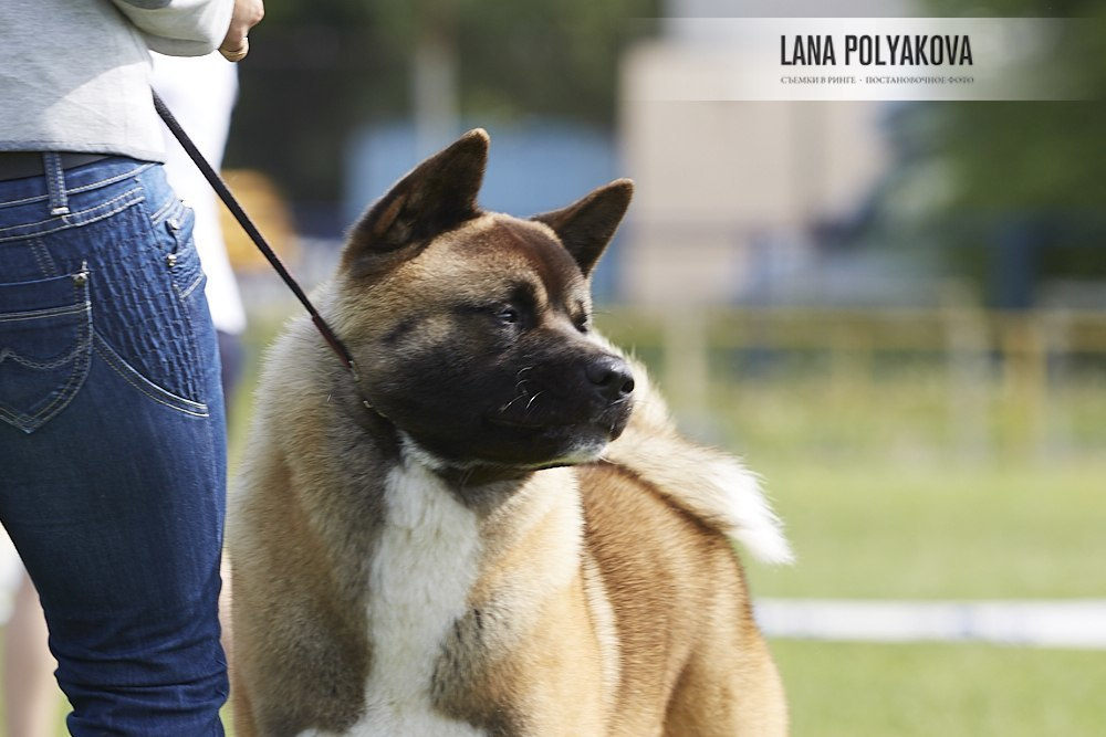 Американская акита Санкт-Петербург