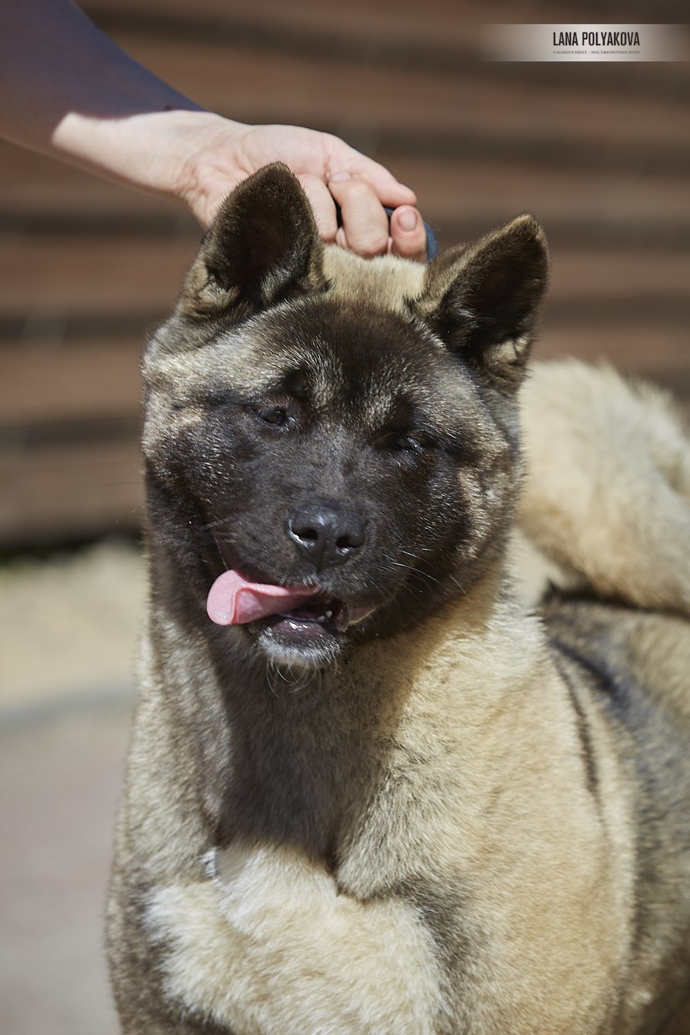 Щенки американской акиты питомник RUBYLIGHT