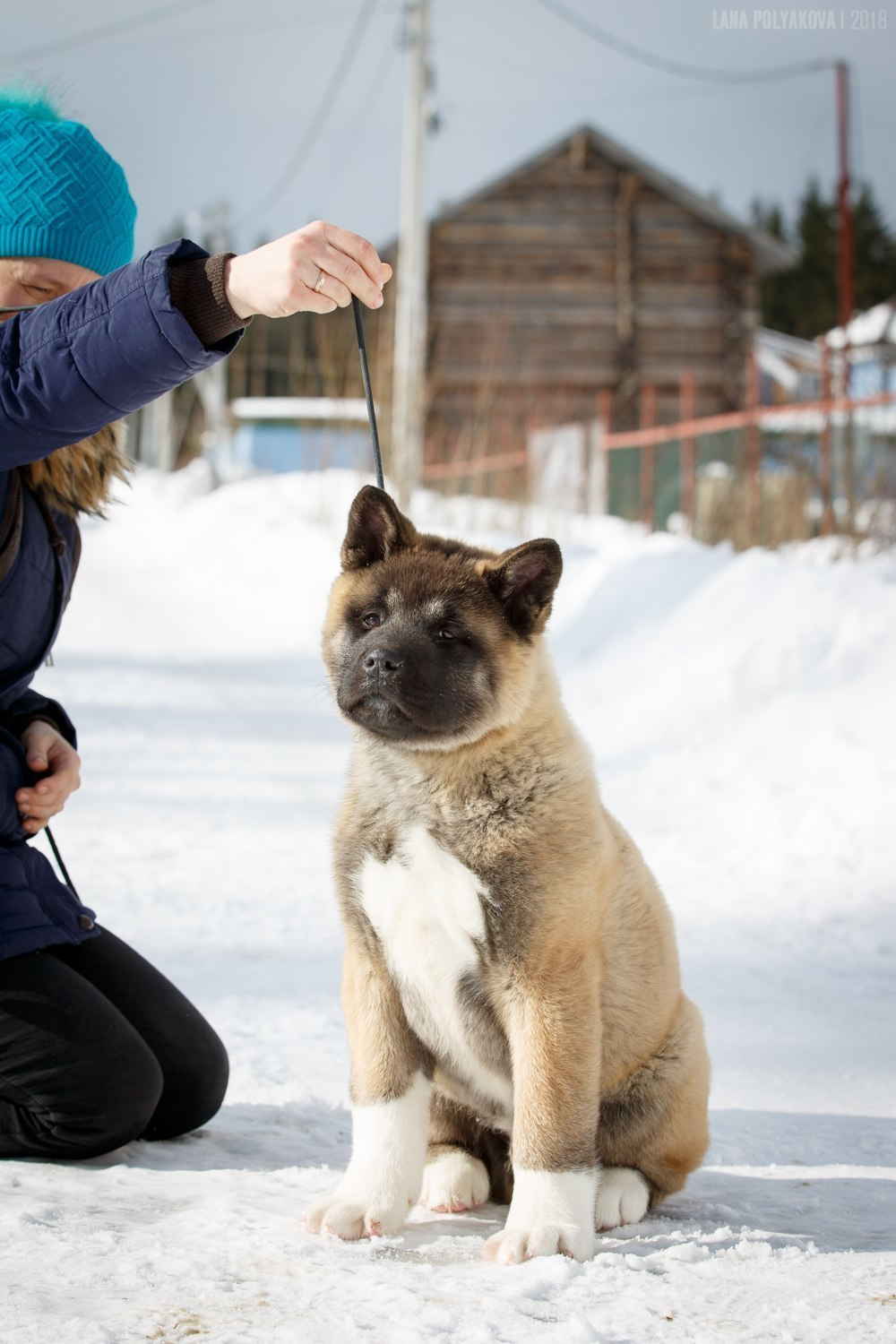 Щенки американской акиты питомник RUBYLIGHT