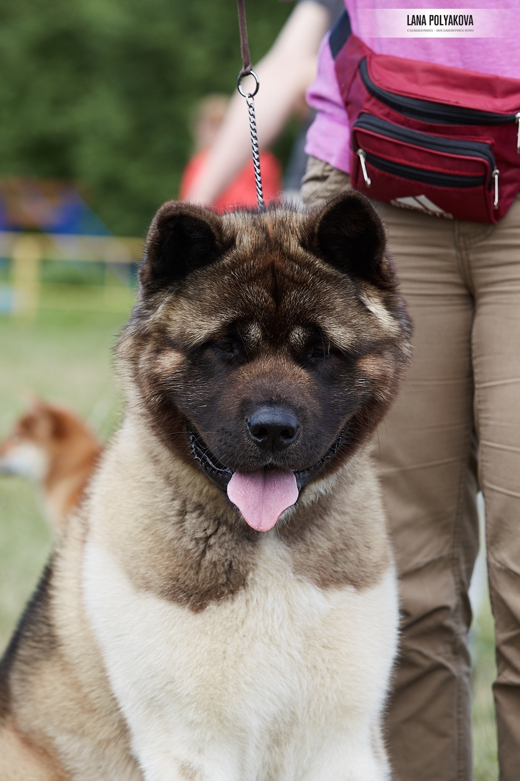 Американская акита Санкт-Петербург