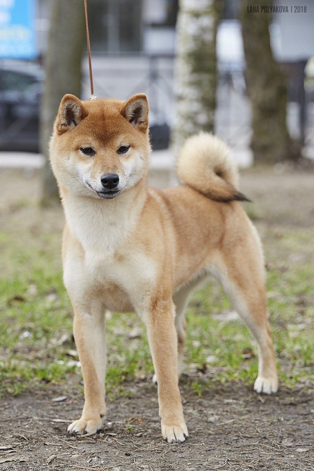 Сиба сиба-ину сибаину в Санкт-Петербурге
