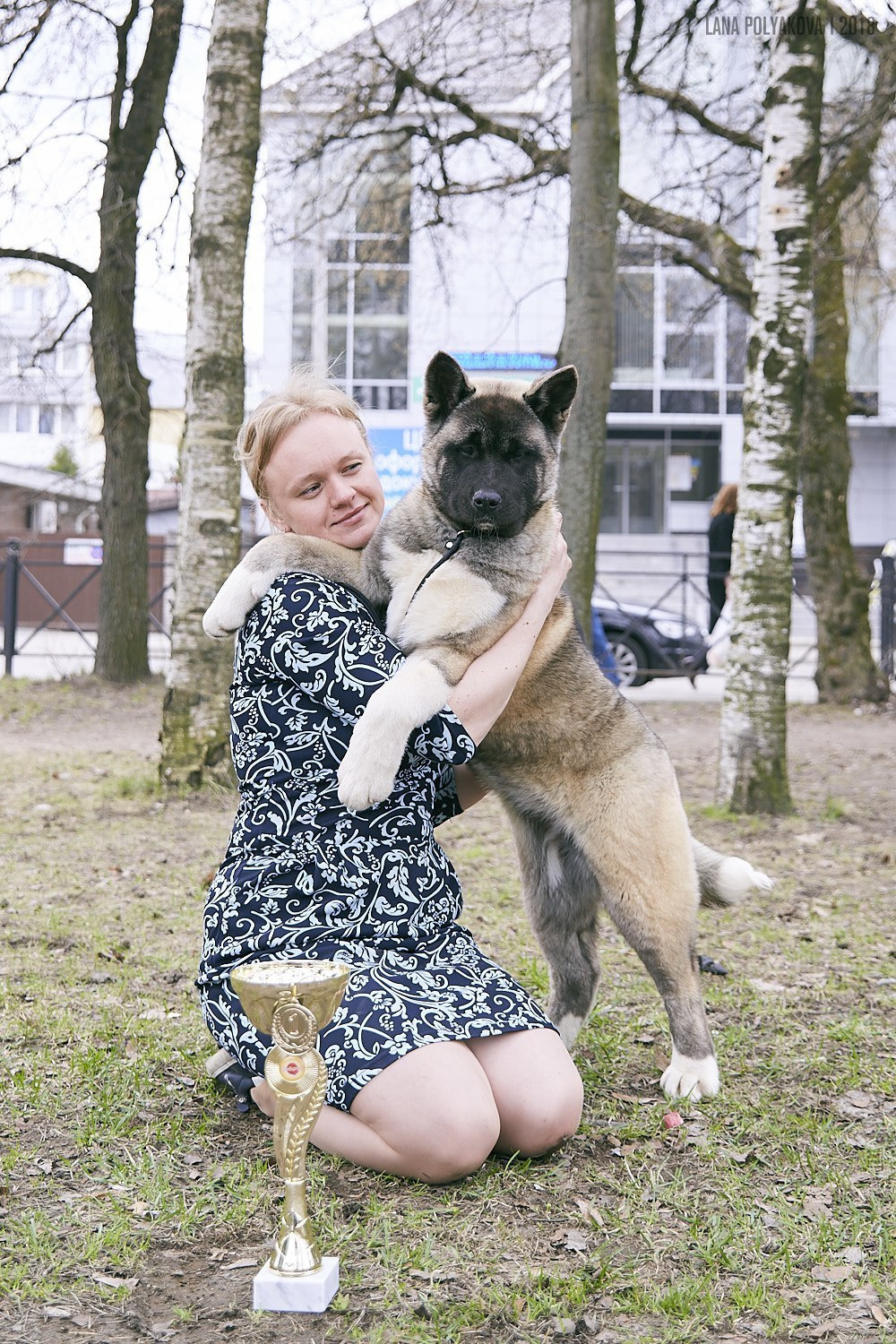 Щенки американской акиты питомник RUBYLIGHT