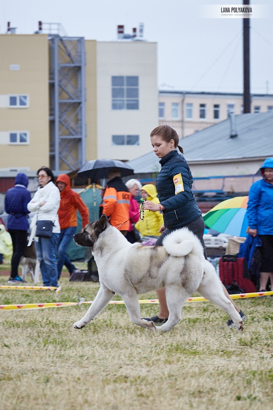 Лара * DANCING QUEEN, Американская акита Санкт-Петербург, питомник RUBYLIGHT