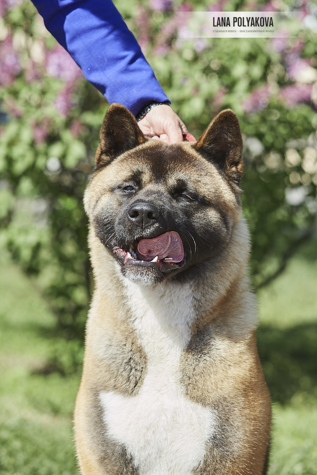 Американская акита Санкт-Петербург