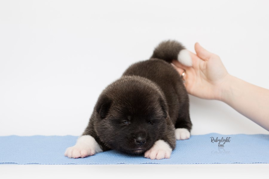 Щенки американской акиты питомник RUBYLIGHT