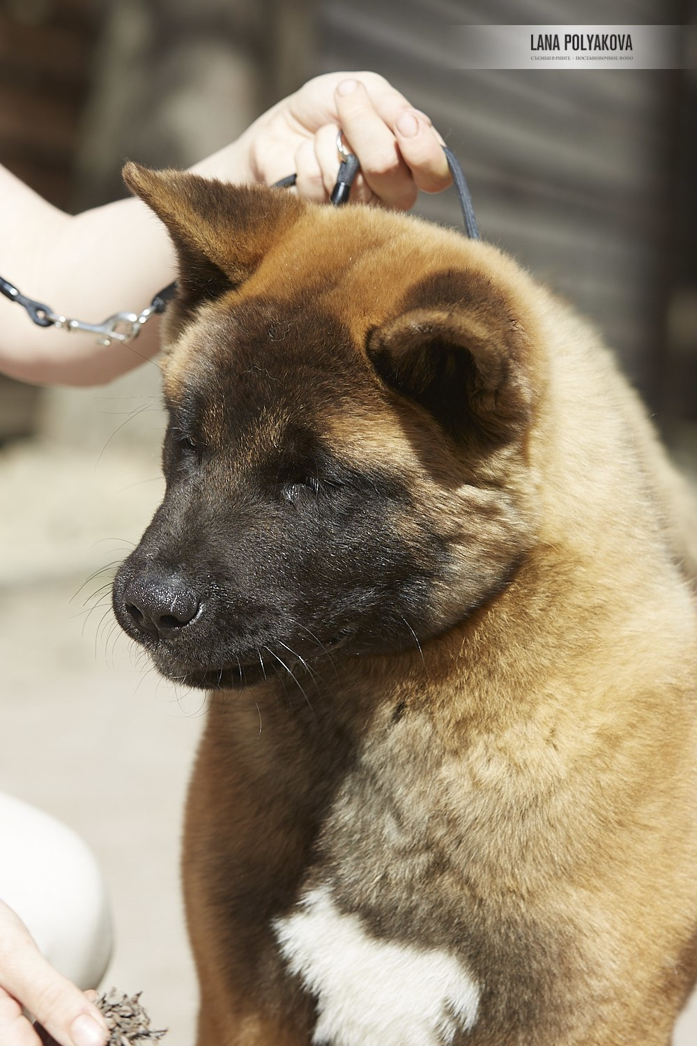 Щенки американской акиты