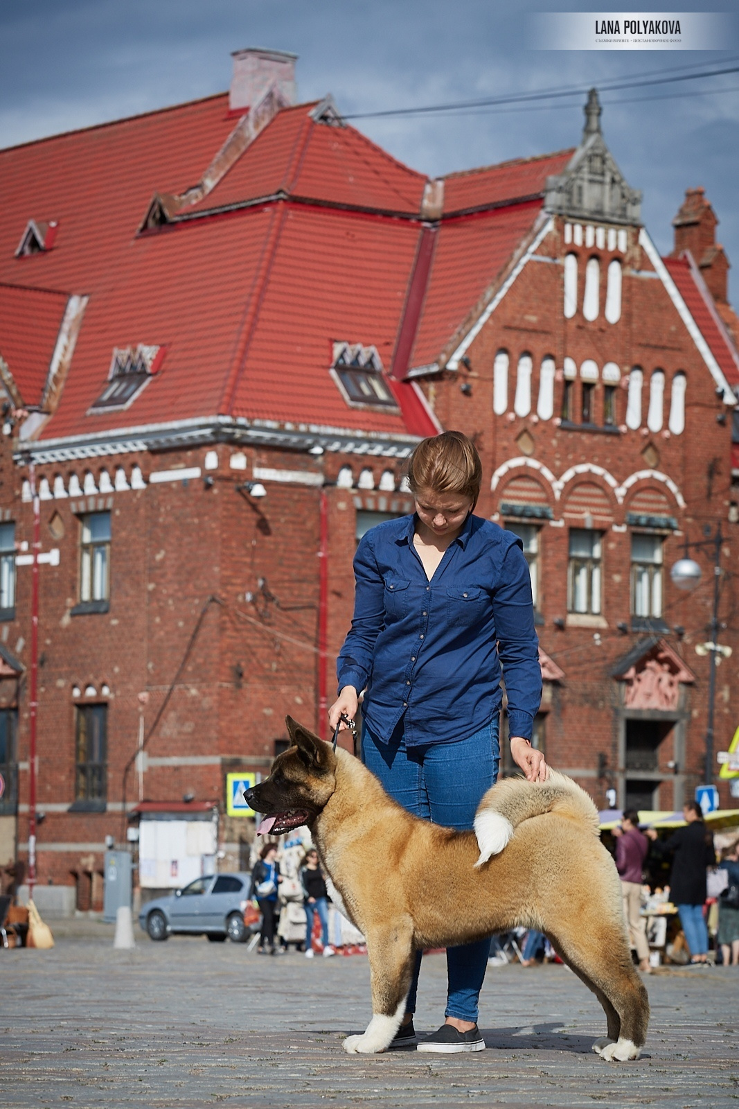 Щенки американской акиты питомник RUBYLIGHT