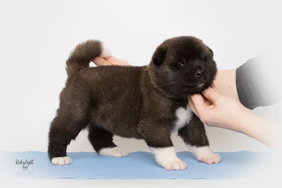 Щенки американской акиты питомник RUBYLIGHT