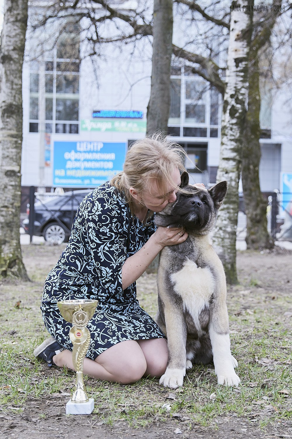 Щенки американской акиты питомник RUBYLIGHT
