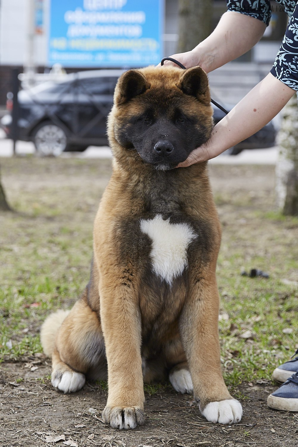 Щенки американской акиты