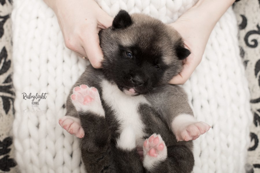 Щенки американской акиты