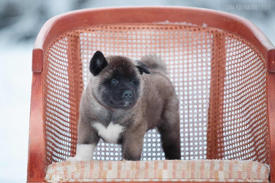 Щенки американской акиты питомник RUBYLIGHT