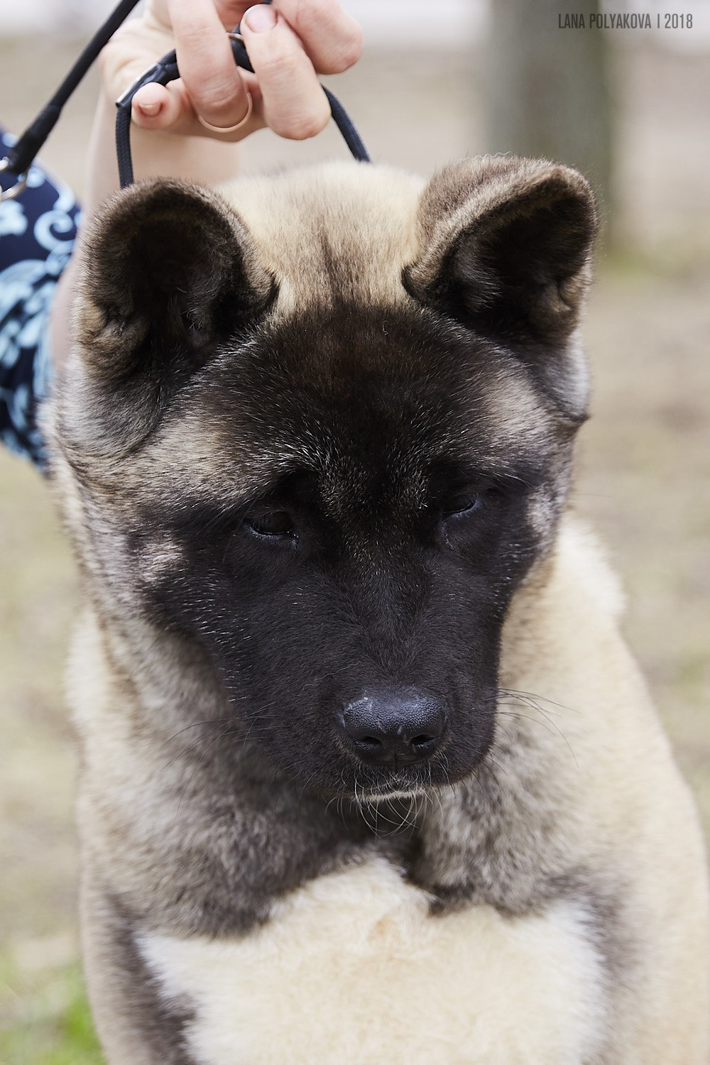 Щенки американской акиты питомник RUBYLIGHT