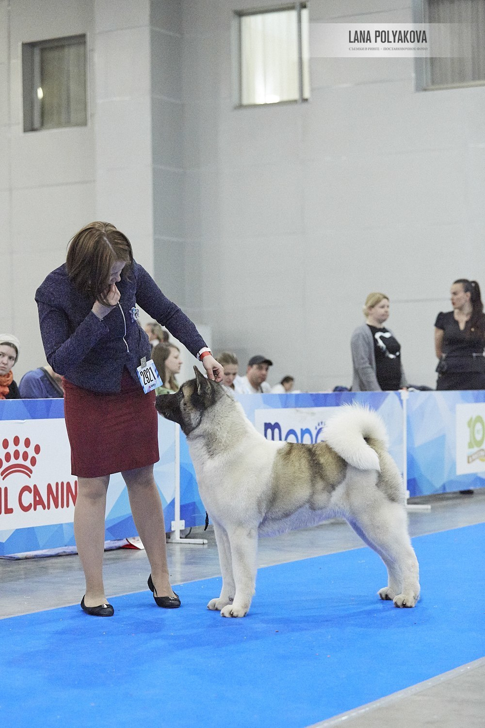 Лара * DANCING QUEEN, Американская акита Санкт-Петербург, питомник RUBYLIGHT