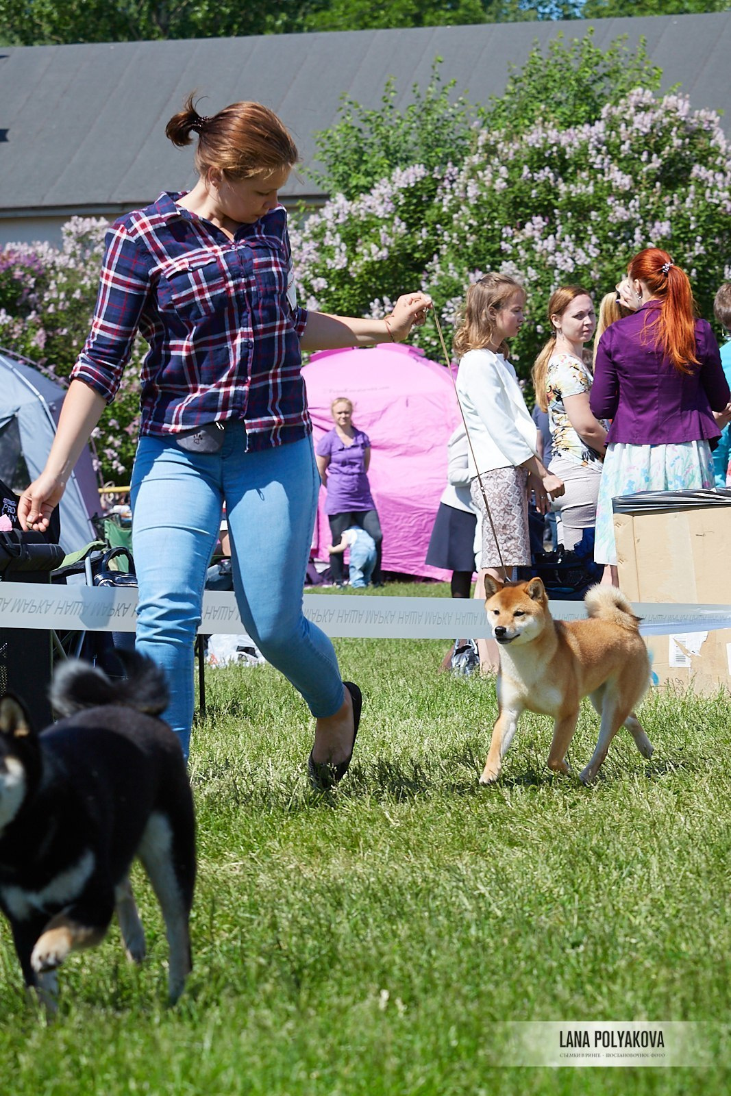 Сиба сиба-ину сибаину в Санкт-Петербурге
