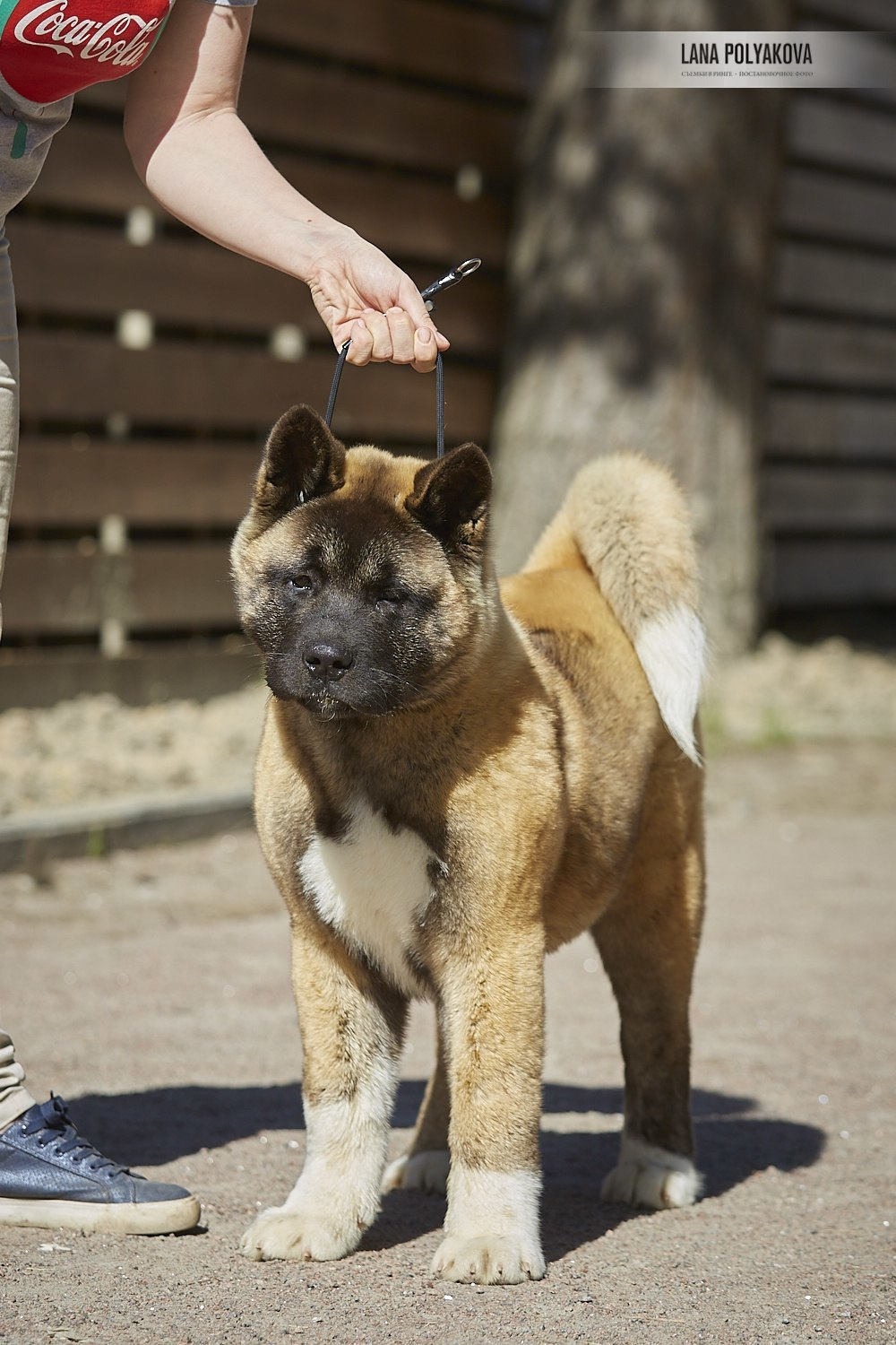 Щенки американской акиты питомник RUBYLIGHT