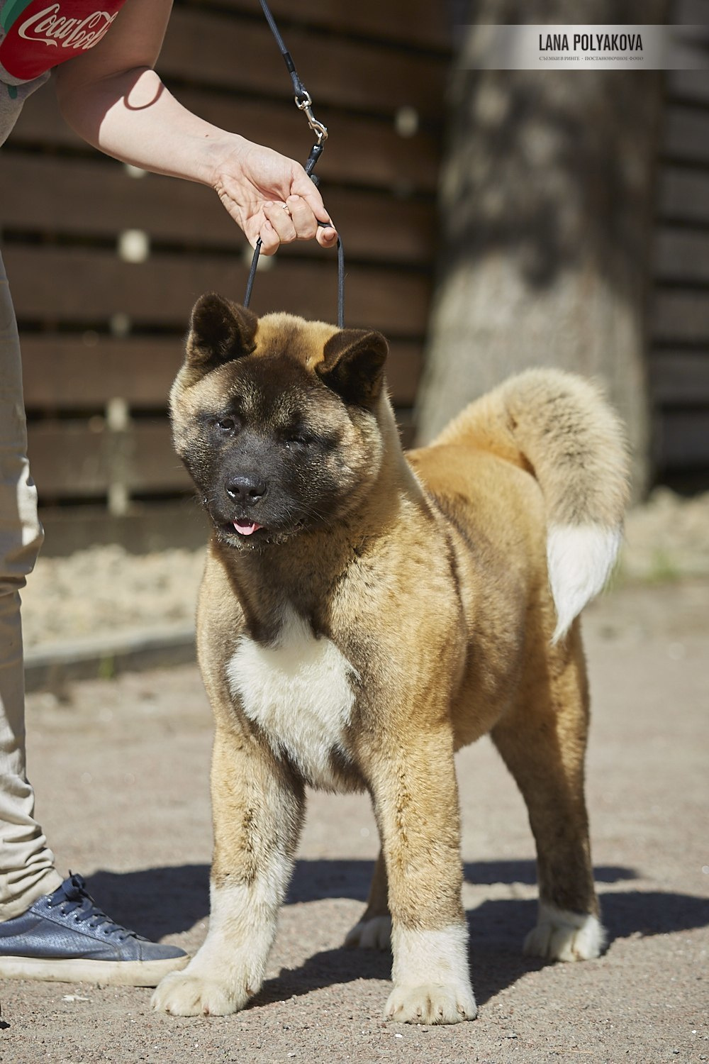 Щенки американской акиты питомник RUBYLIGHT