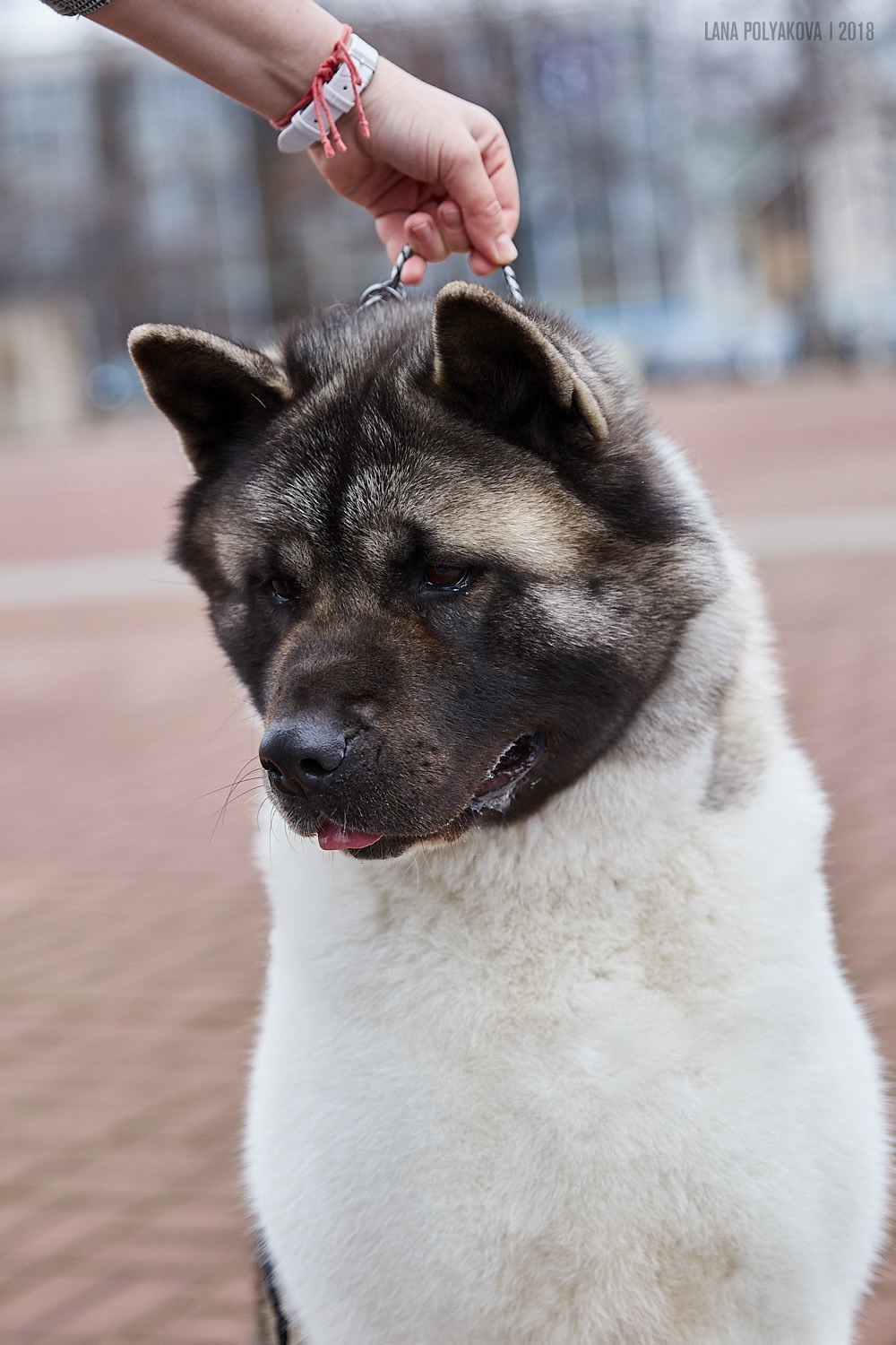 Лара * DANCING QUEEN, Американская акита Санкт-Петербург, питомник RUBYLIGHT