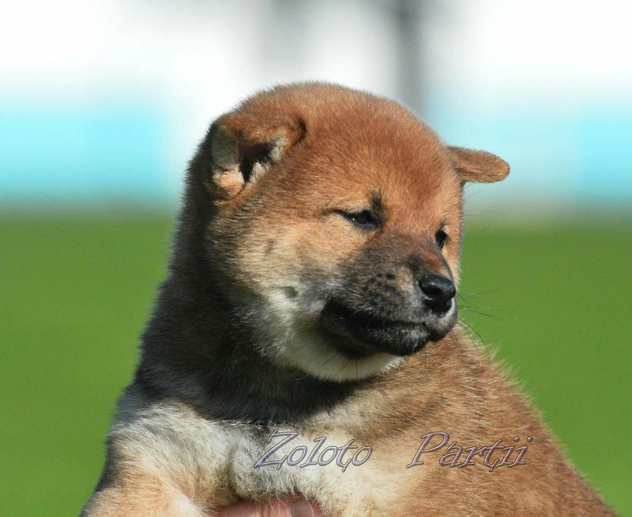 Сиба сиба-ину сибаину в Санкт-Петербурге
