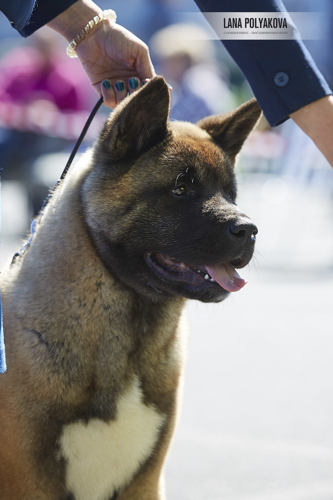 Щенки американской акиты питомник RUBYLIGHT