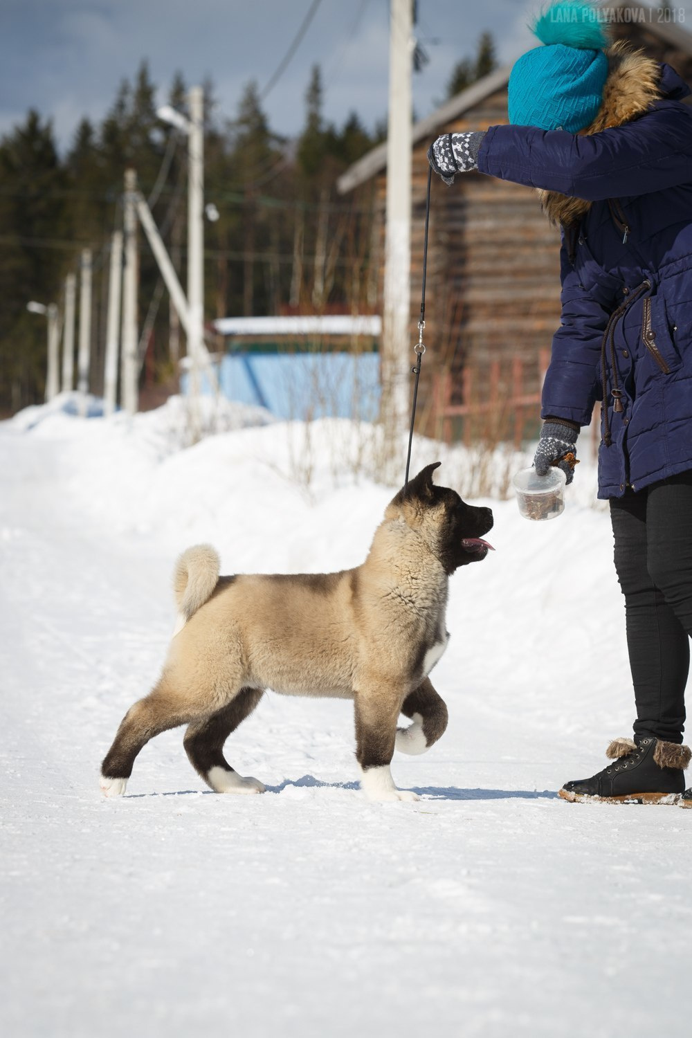 Щенки американской акиты