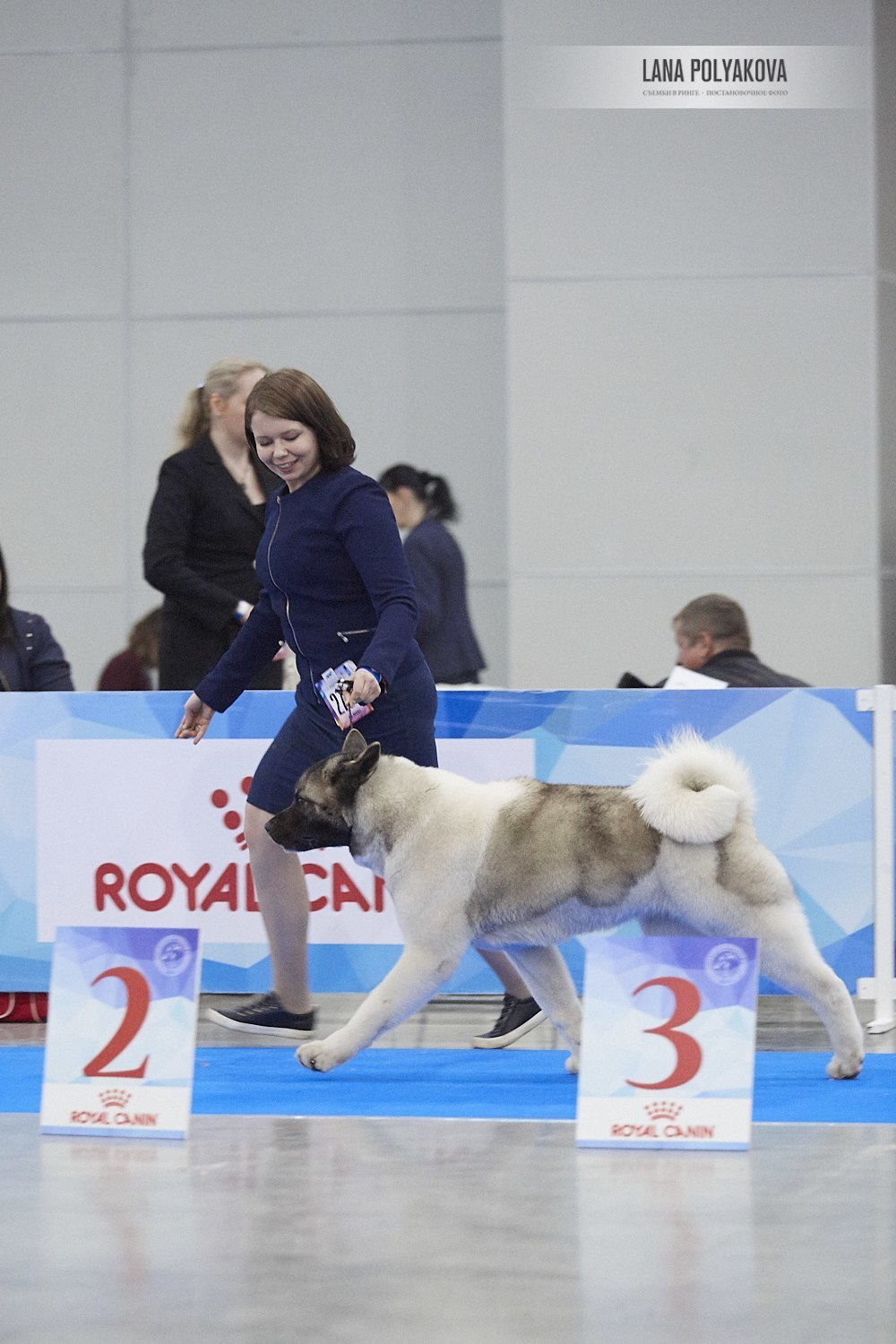 Американская акита Санкт-Петербург