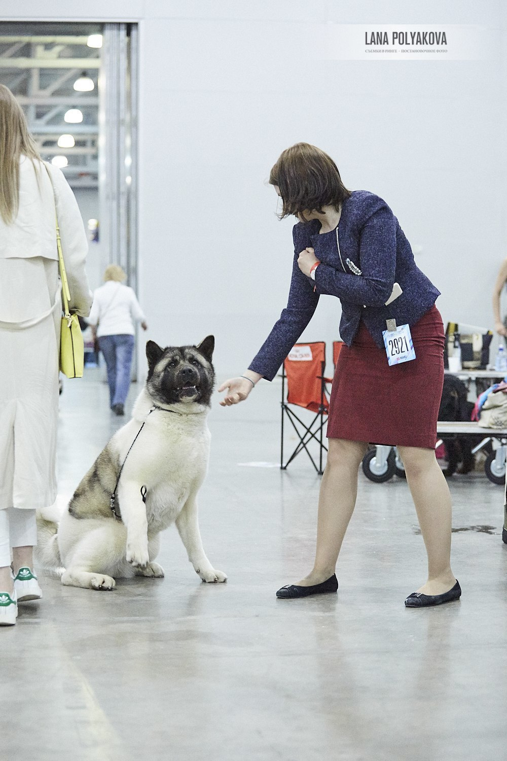 Лара * DANCING QUEEN, Американская акита Санкт-Петербург, питомник RUBYLIGHT