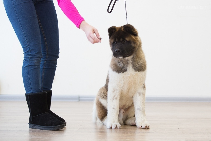 Американская акита Санкт-Петербург