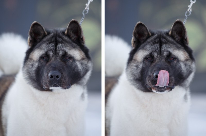 Американская акита Санкт-Петербург