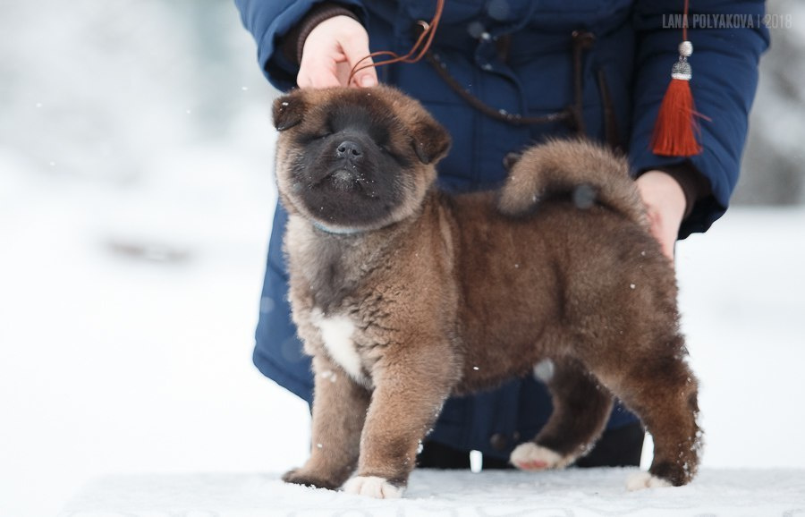Щенки американской акиты