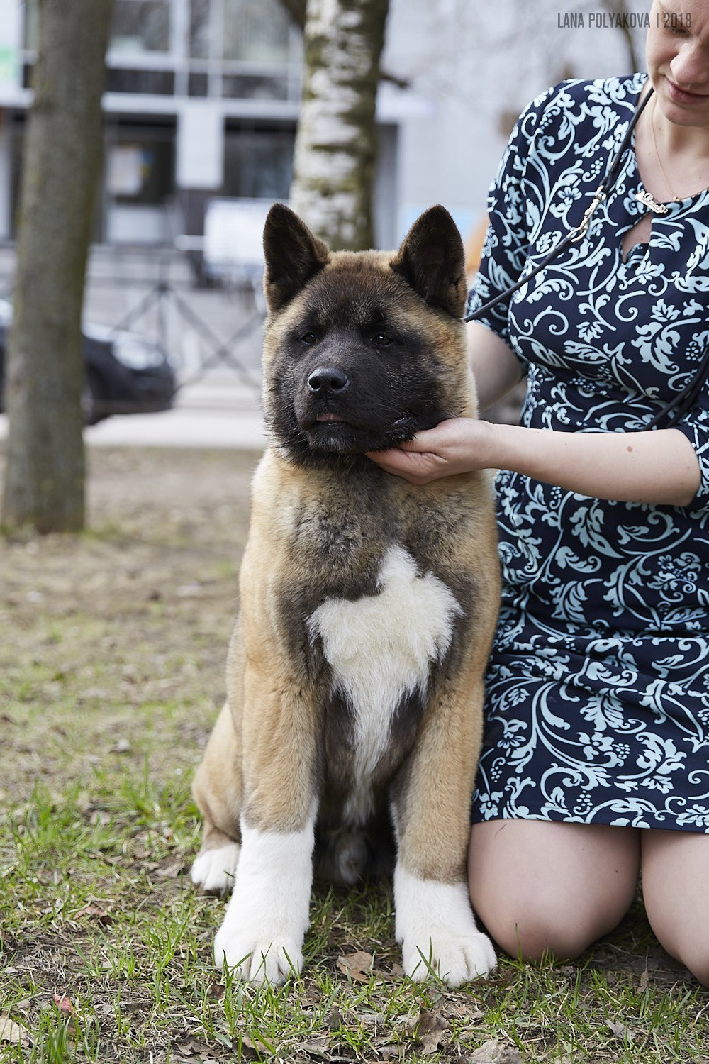Щенки американской акиты питомник RUBYLIGHT