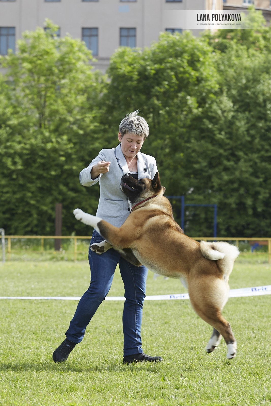 Американская акита Санкт-Петербург