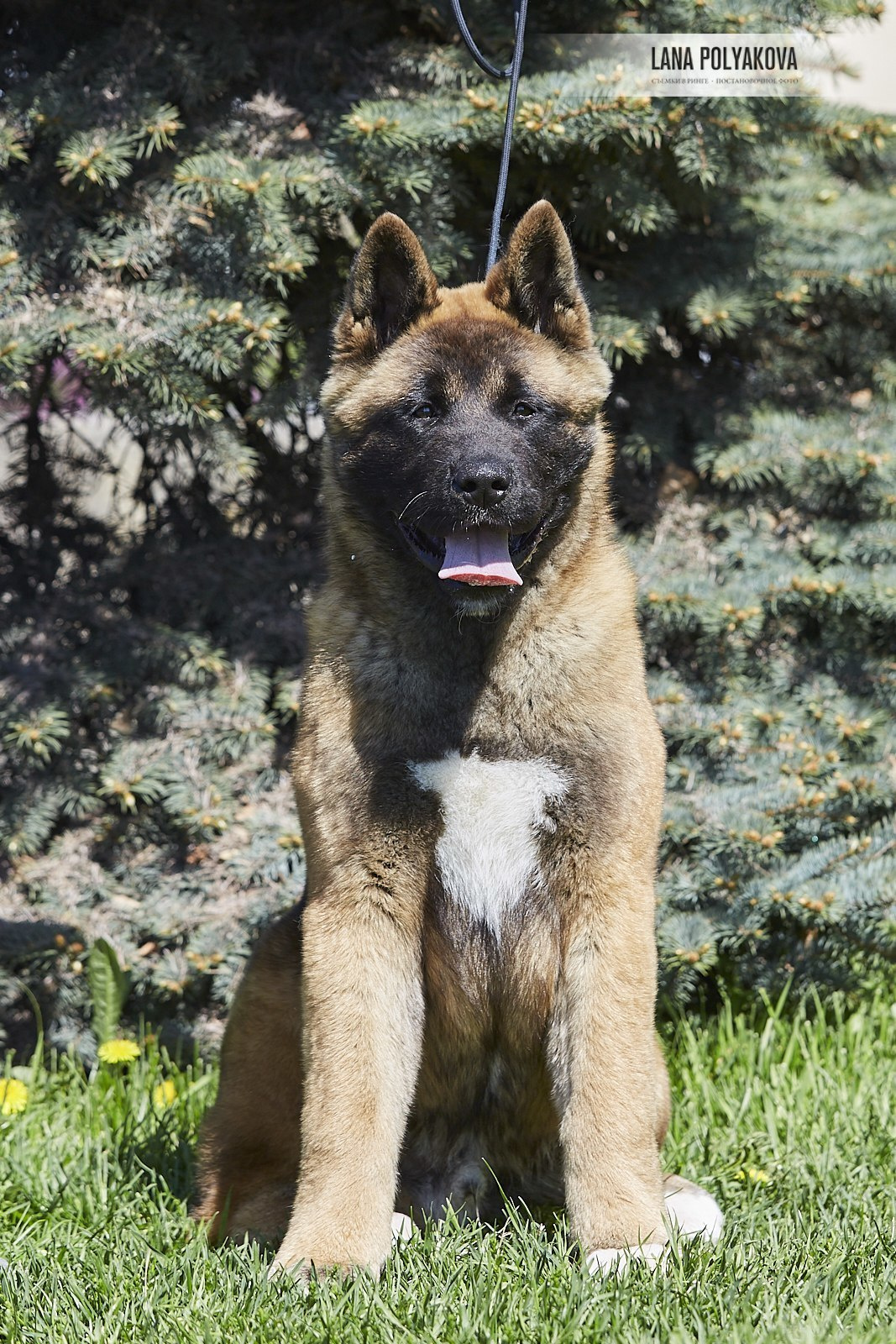 Щенки американской акиты