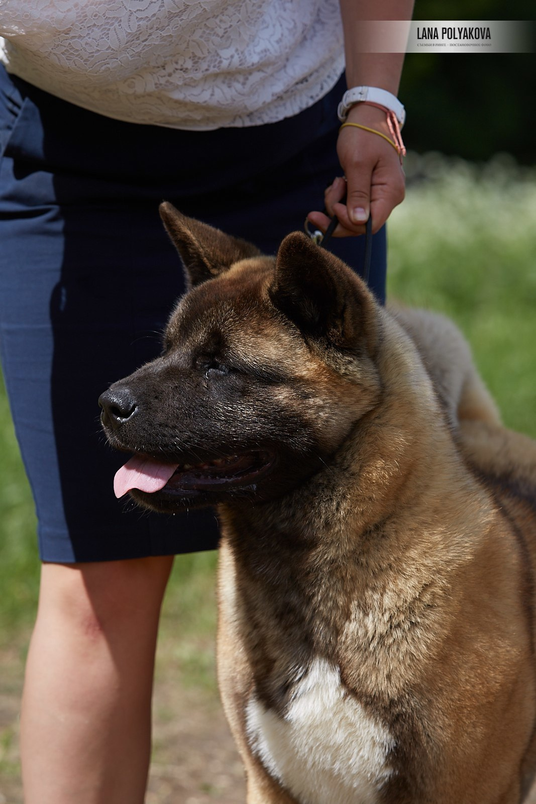 Щенки американской акиты питомник RUBYLIGHT