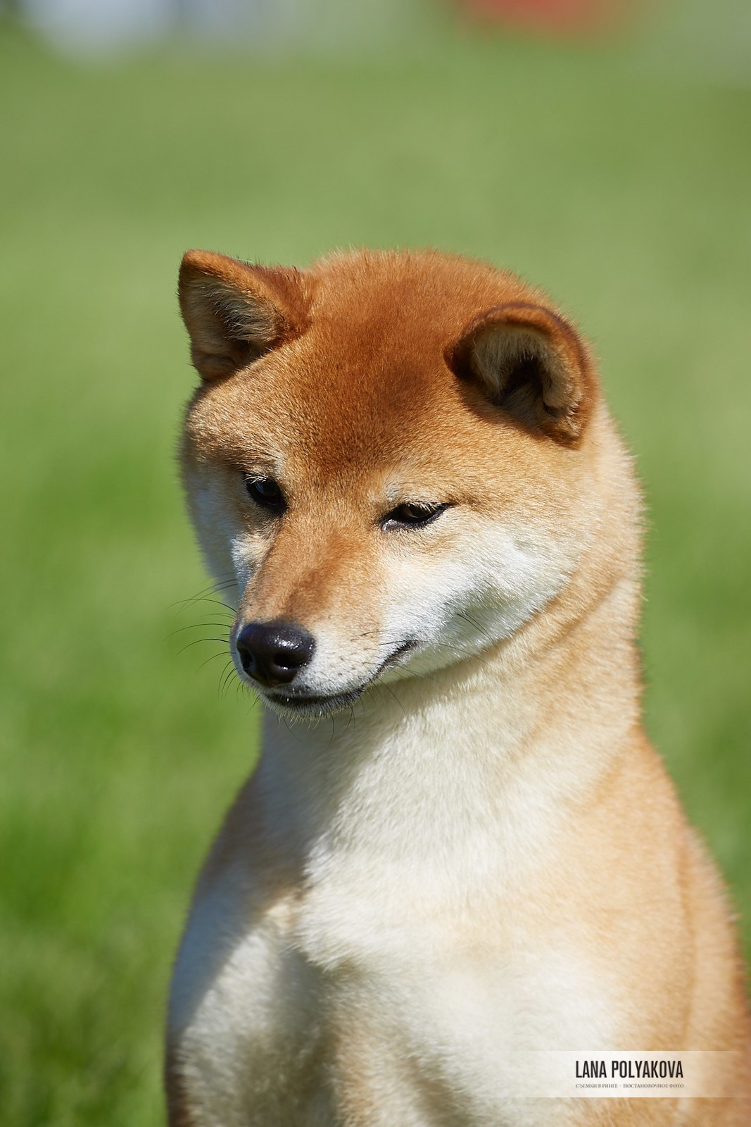 Сиба сиба-ину сибаину в Санкт-Петербурге
