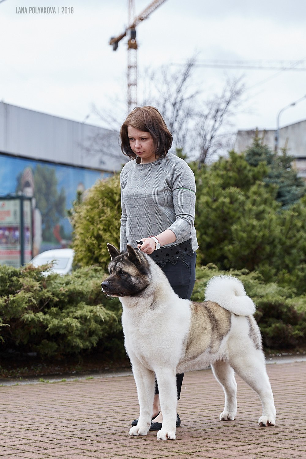 Лара * DANCING QUEEN, Американская акита Санкт-Петербург, питомник RUBYLIGHT