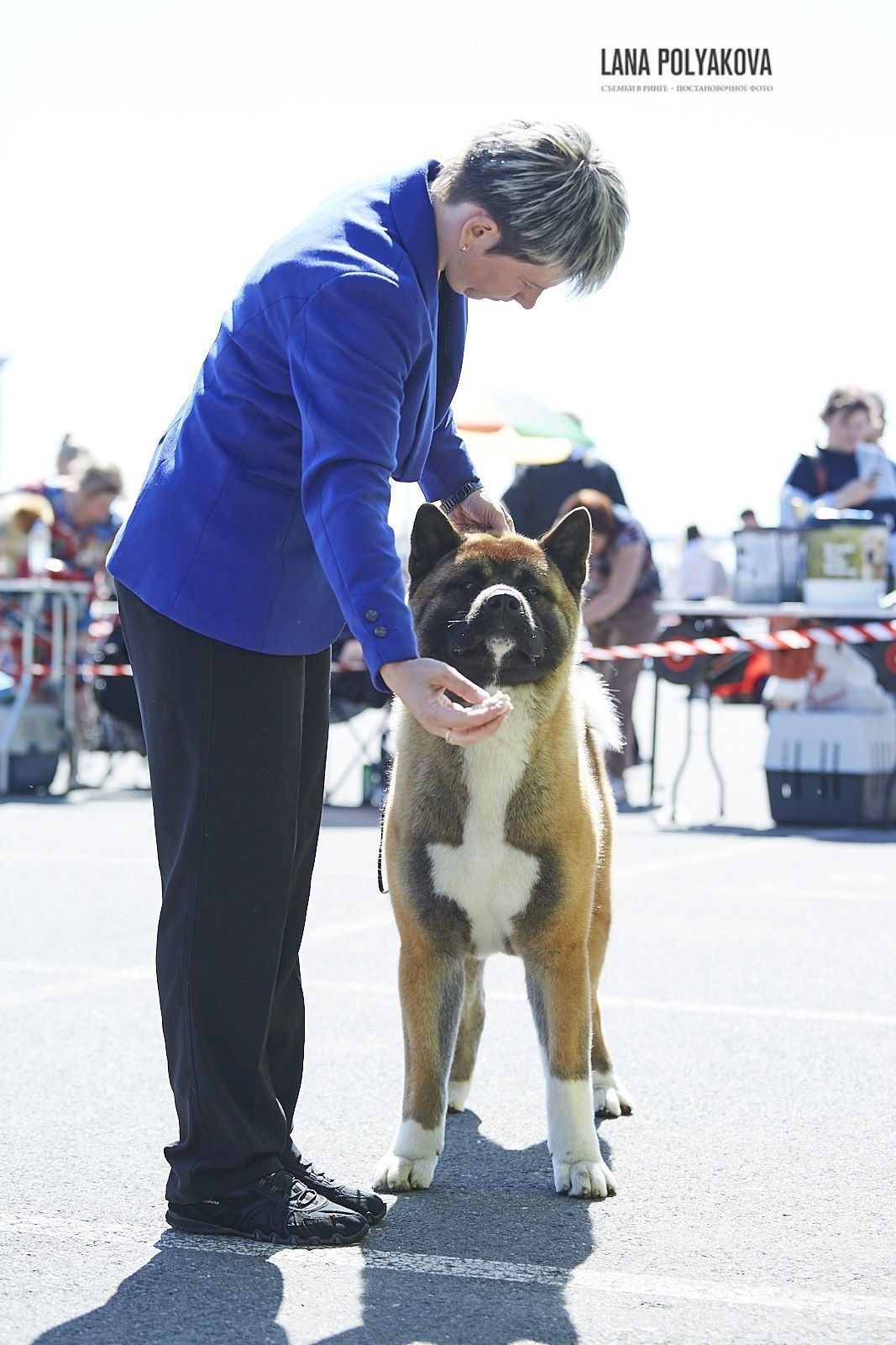 Американская акита Санкт-Петербург