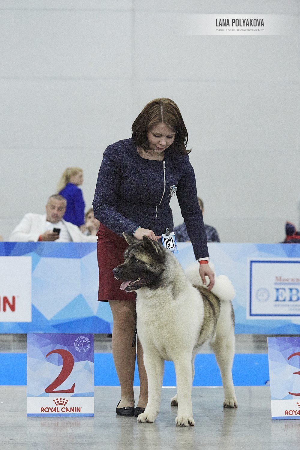 Лара * DANCING QUEEN, Американская акита Санкт-Петербург, питомник RUBYLIGHT