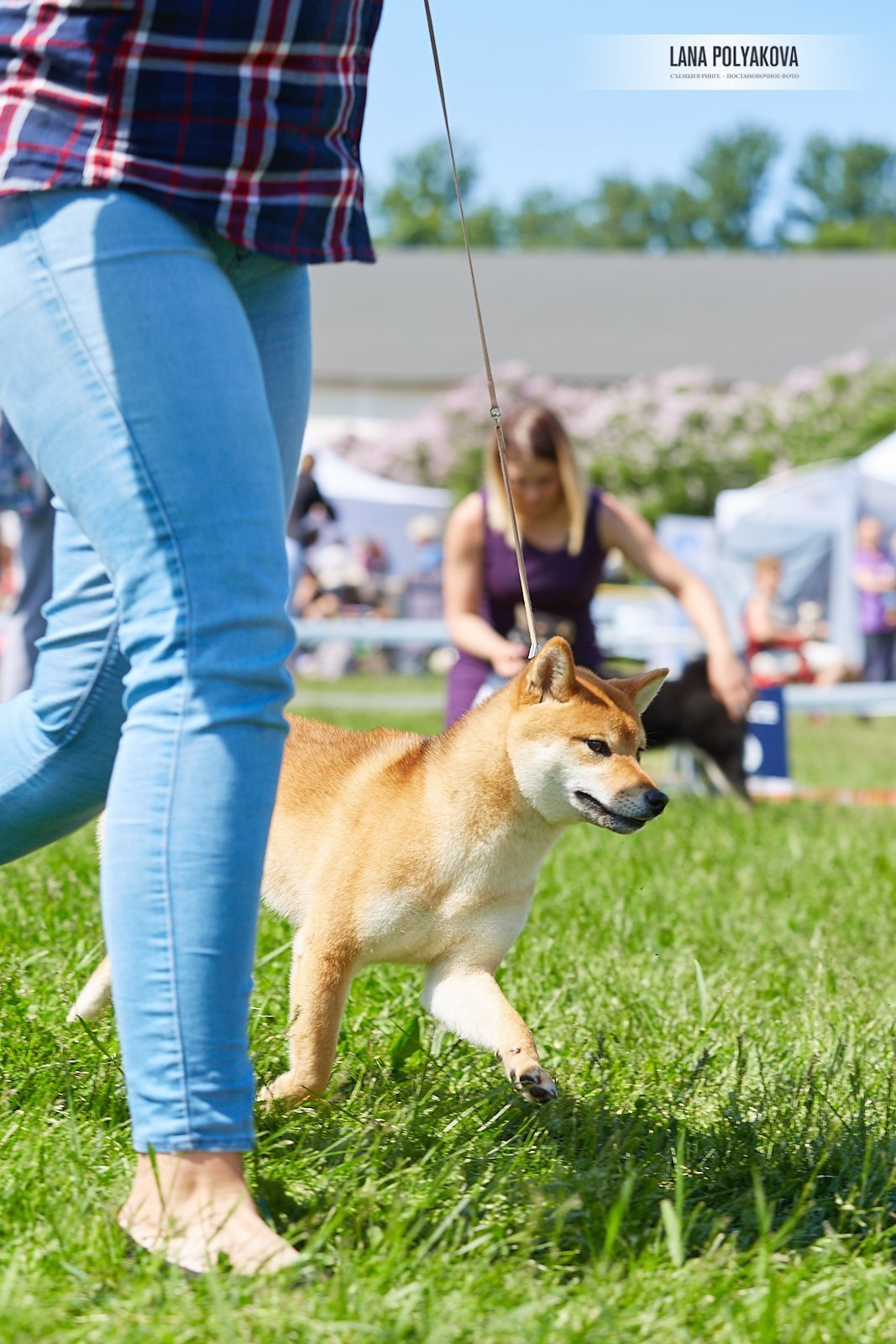 Сиба сиба-ину сибаину в Санкт-Петербурге
