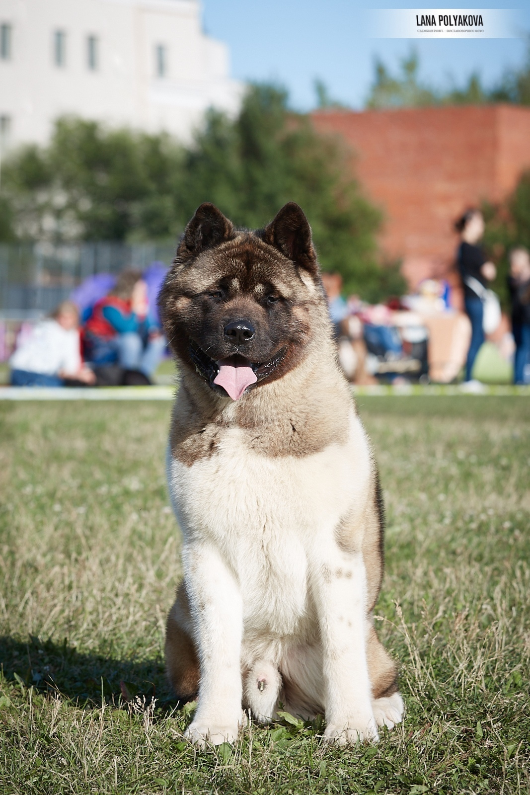 Американская акита Санкт-Петербург